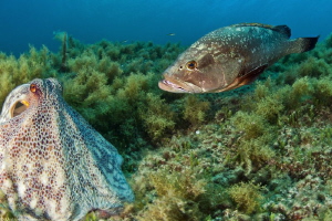 the prey and the predator (Gabinière_Parc National Port-C... by Mathieu Foulquié 